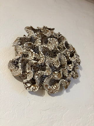 Wall Coral no 04272