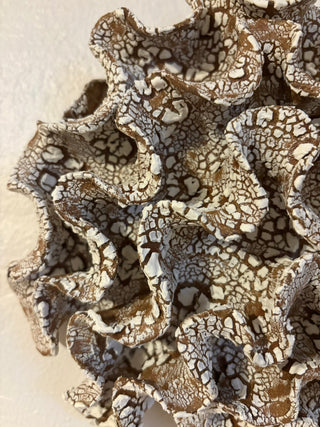 Wall Coral no 04272