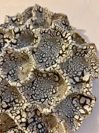 Wall Coral No. 04271