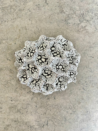 Wall Coral No. 04177