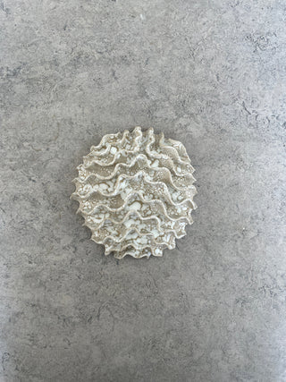 Wall Coral No. 04171