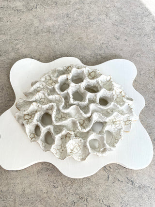 Wall Coral No. 04183