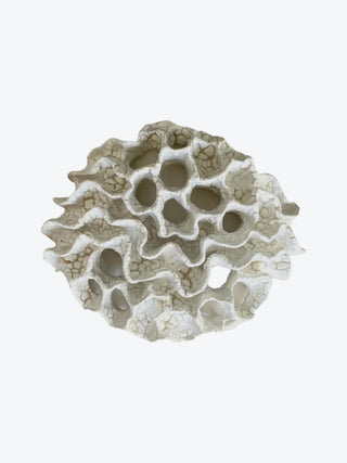 Wall Coral No. 04183