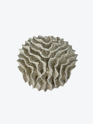 Wall Coral No. 04190