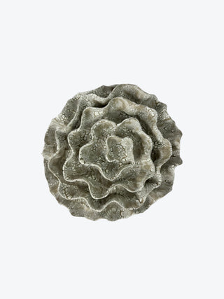 Wall Coral No. 04198