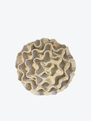 Wall Coral no 04295