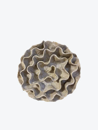 Wall Coral no 04268