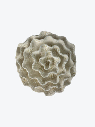 Wall Coral No. 04251