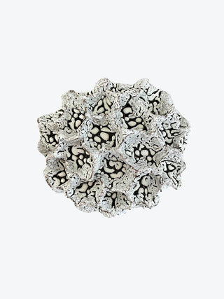 Wall Coral No. 04177